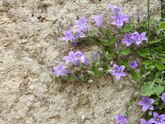 Campanula andrewsii