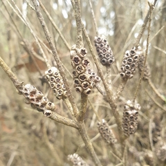 Myrtoideae