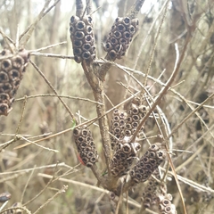 Myrtoideae