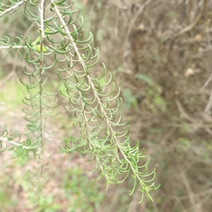 Myrtoideae
