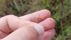 Rhynchospora capillacea
