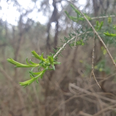 Myrtoideae