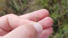 Rhynchospora capillacea