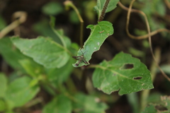 Synanthedon hela