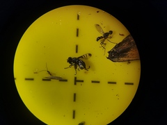 Rivellia syngenesiae