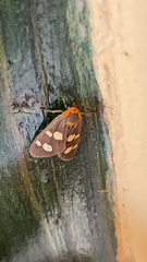 Dysauxes famula
