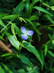 Murdannia keisak