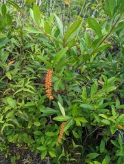 Citharexylum caudatum