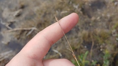 Rhynchospora capillacea