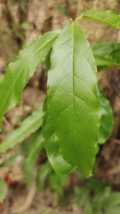 Capparis micracantha