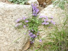 Campanula andrewsii