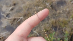 Rhynchospora capillacea