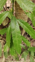 Capparis micracantha