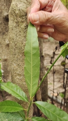 Capparis micracantha