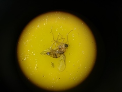 Elaphropeza ephippiata