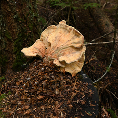 Laetiporus conifericola