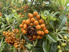 Pittosporum pentandrum