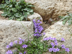 Campanula andrewsii