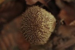 Lycoperdon echinatum