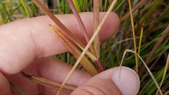 Gentianopsis virgata