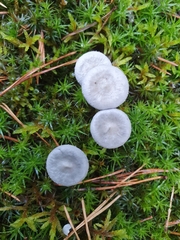 Cantharellula umbonata