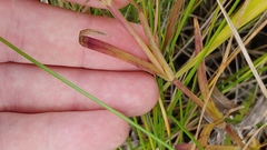 Gentianopsis virgata