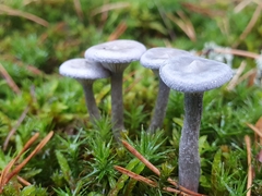 Cantharellula umbonata