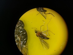 Elaphropeza ephippiata