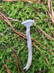 Cantharellula umbonata