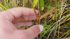 Gentianopsis virgata