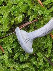 Cantharellula umbonata