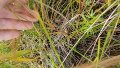 Gentianopsis virgata