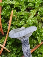 Cantharellula umbonata