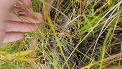 Gentianopsis virgata