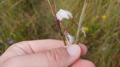 Eriophorum angustifolium
