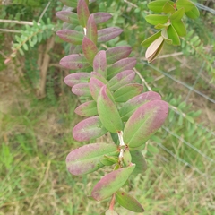 Melaleuca hypericifolia