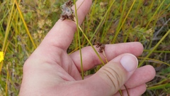 Cladium mariscoides