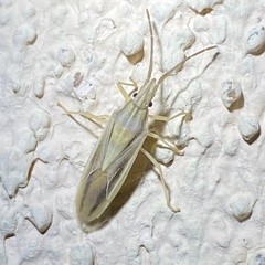 Mecidea minor