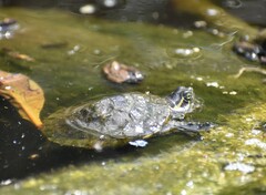 Trachemys grayi grayi