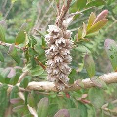 Melaleuca hypericifolia