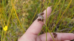 Cladium mariscoides