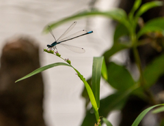 Acanthagrion quadratum