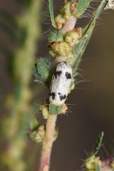Campopleginae
