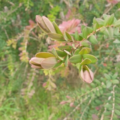 Melaleuca hypericifolia