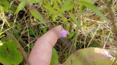 Agalinis skinneriana