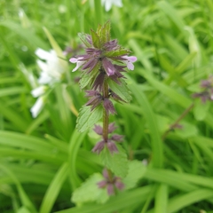 Stachys arvensis