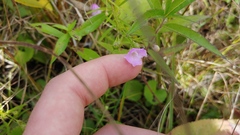 Agalinis skinneriana