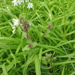 Stachys arvensis