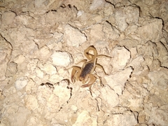 Smeringurus vachoni
