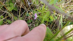 Agalinis skinneriana
